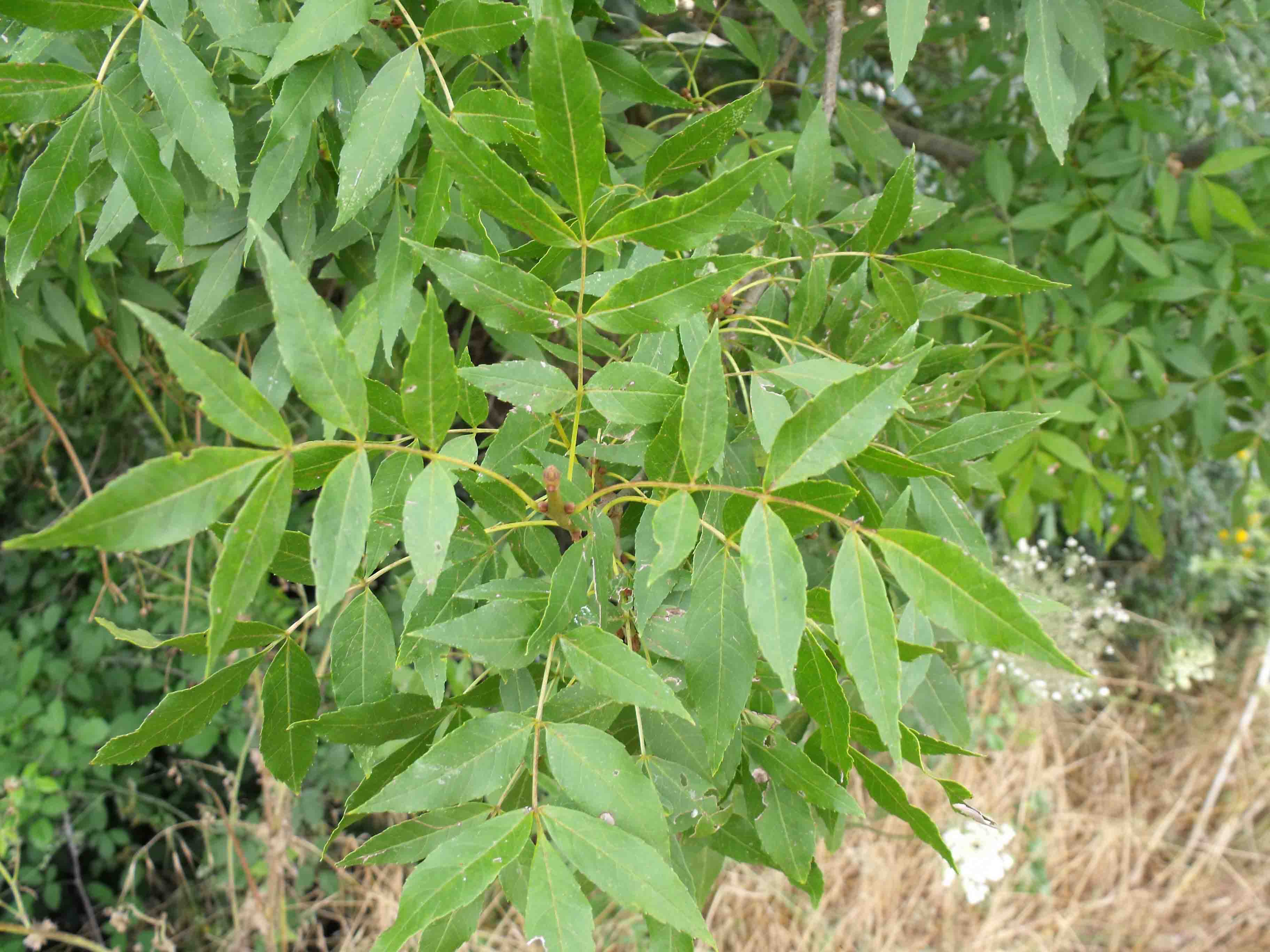 Fraxinus angustifolia